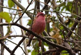 Pink-browedRosefinch