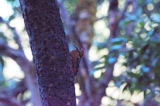 Rusty-belliedWoodpecker