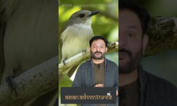 Embedded thumbnail for Sunderbans National Park - Birdwatching paradise and home of the mangrove tigers