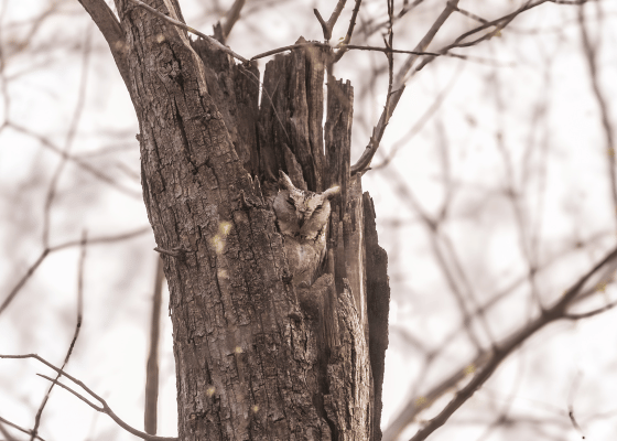 indian scops owl ranthambore