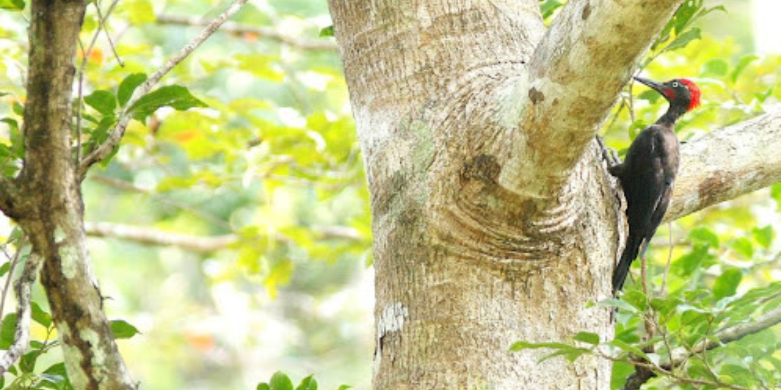 Andaman Woodpecker