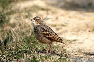 Bengal Bushlark