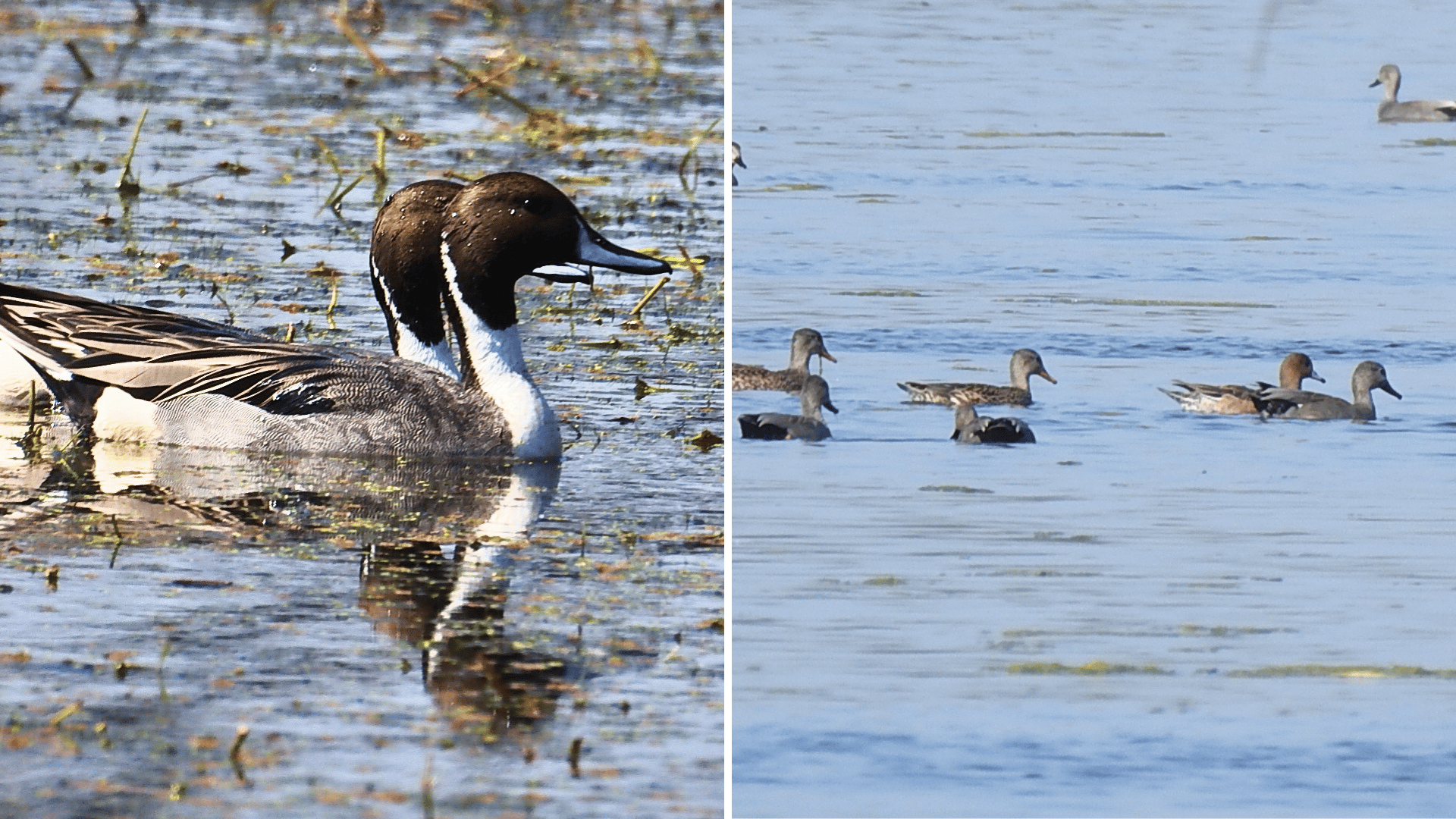 Best birding hotspots India