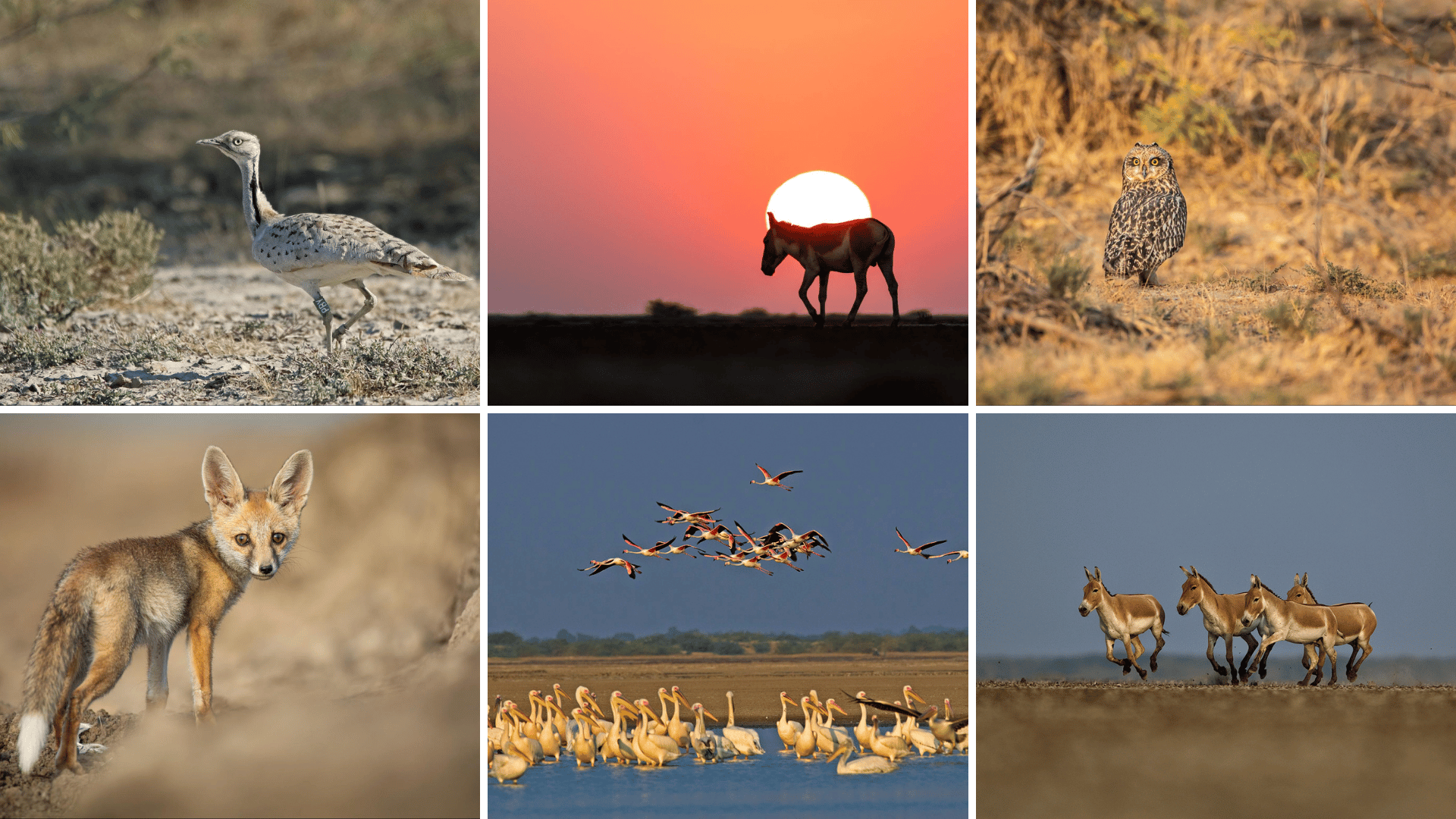 Birding In Little Rann of Kutch