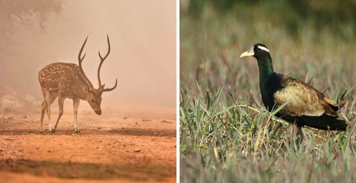 Birding in Bharatpur