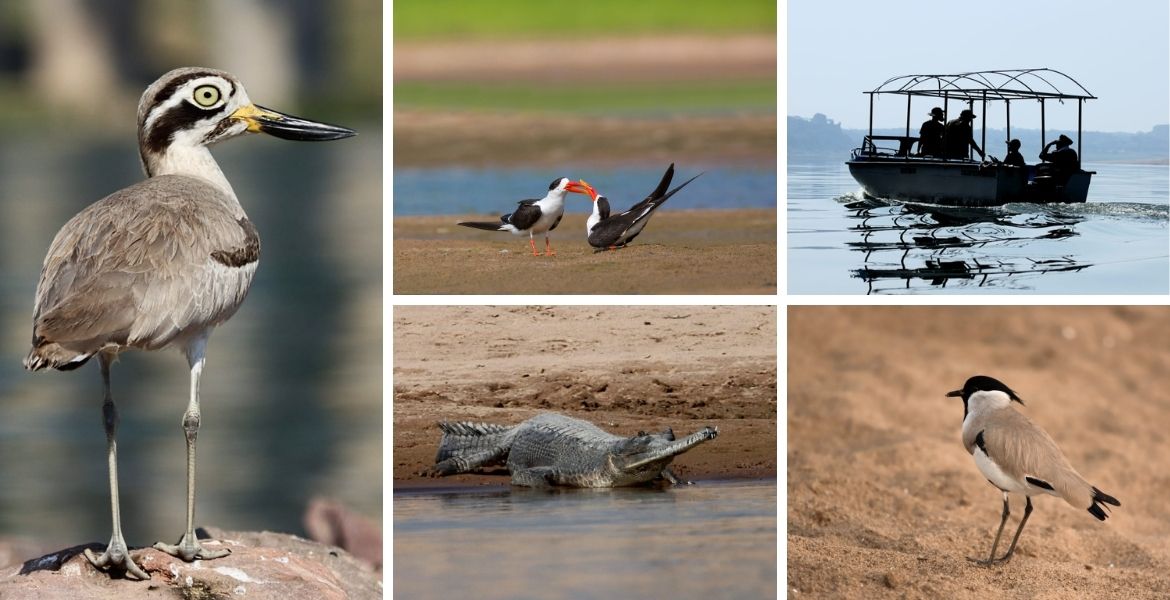Birding in chambal