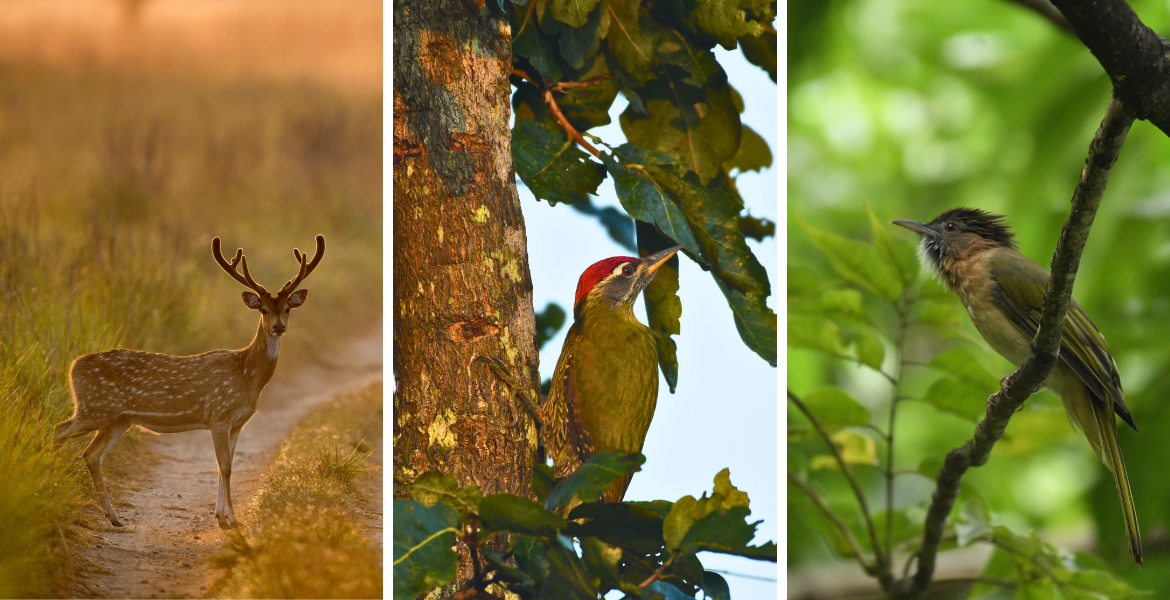 Birding in corbett national park