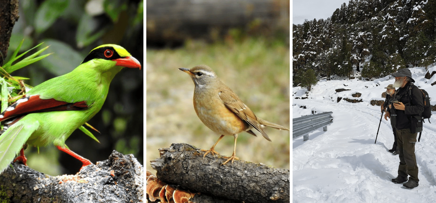 Birdwatching in Chopta