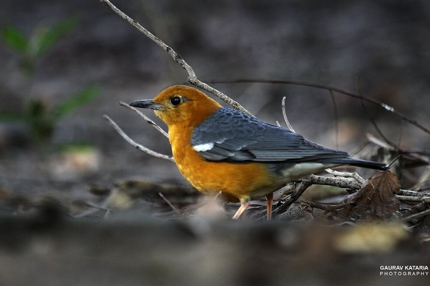 Birdwatching_in_pangot.