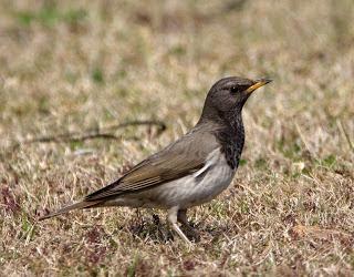 Black-thoatedThrush