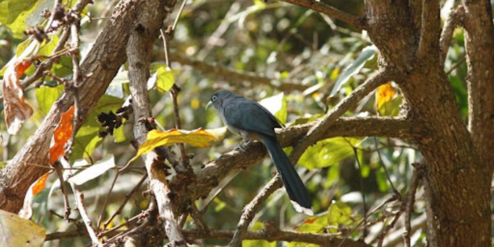 Blue-faced Malkoha