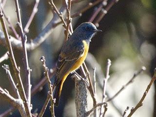 Blue-fronted redstart