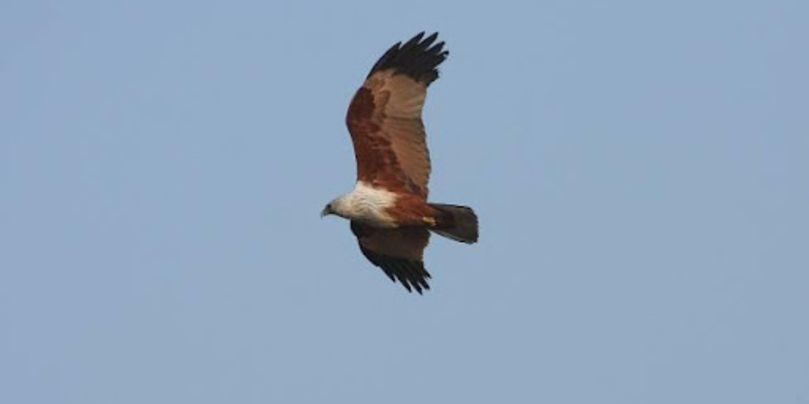 Brahminy Kite by Graham Crick