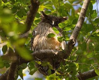 Brown fish owl