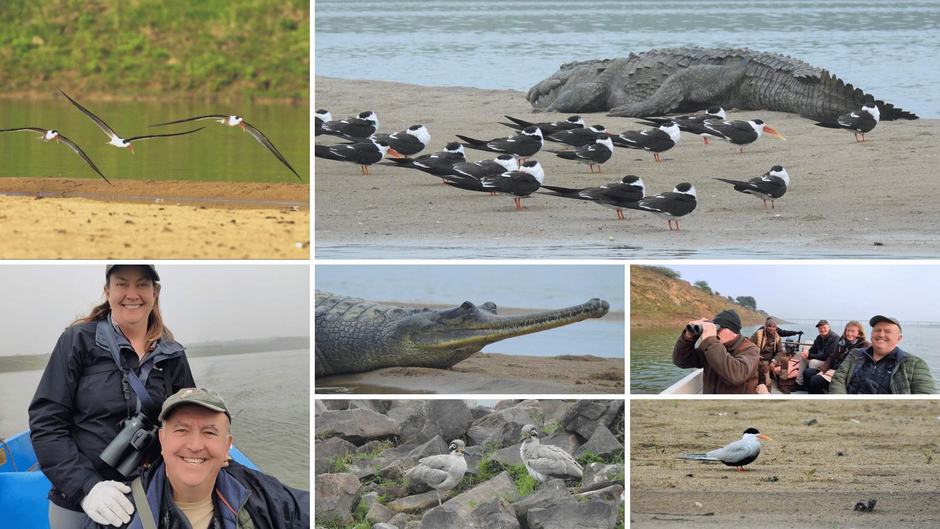 Chambal river safari