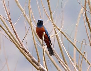 Chestnut-belliedRockThrush