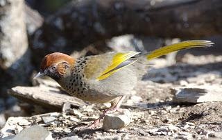 Chestnut-crownedLaughingthrush