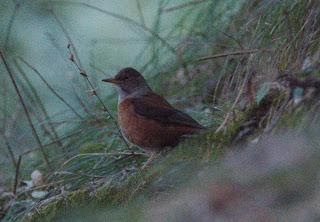 ChestnutThrush