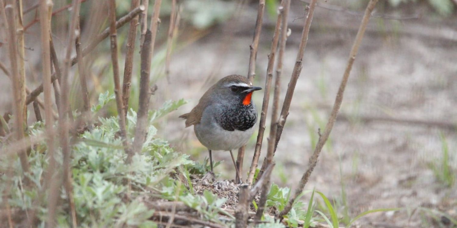Chinese Rubythroat