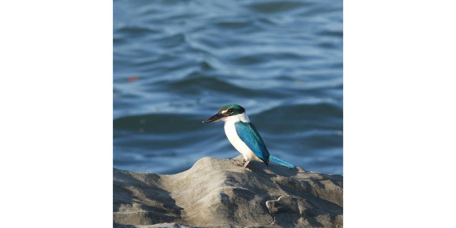 Collared Kingfisher