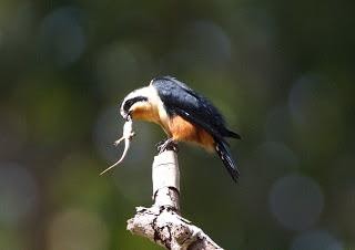 Collared falconet