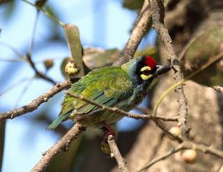 Coppersmith Barbet