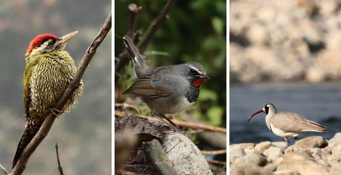 Corbett National Park