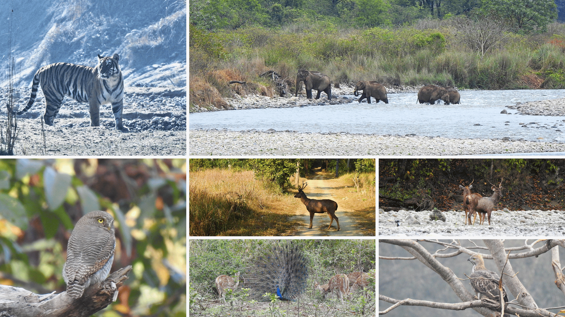Corbett National Park