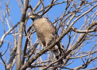 Crested serpent eagle