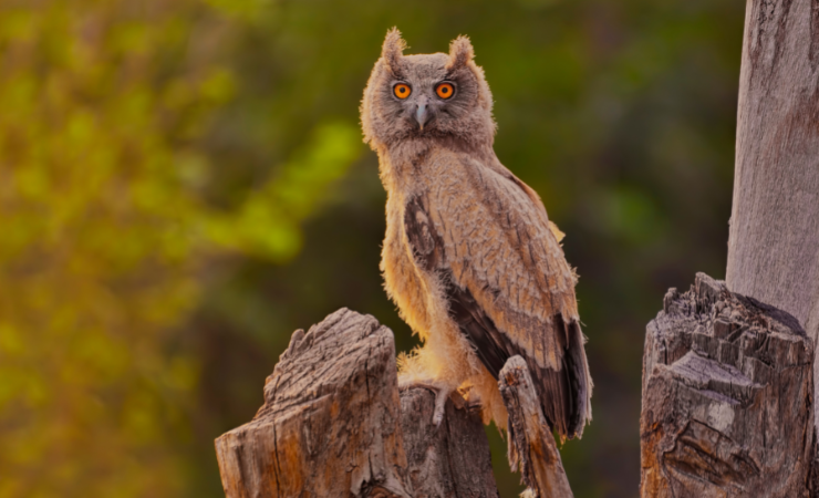 Dusky Eagle-Owl 
