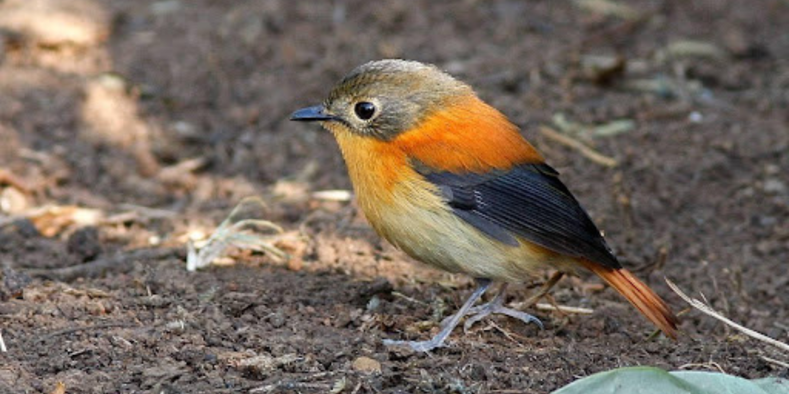 Female Black-and orange Flycatcher