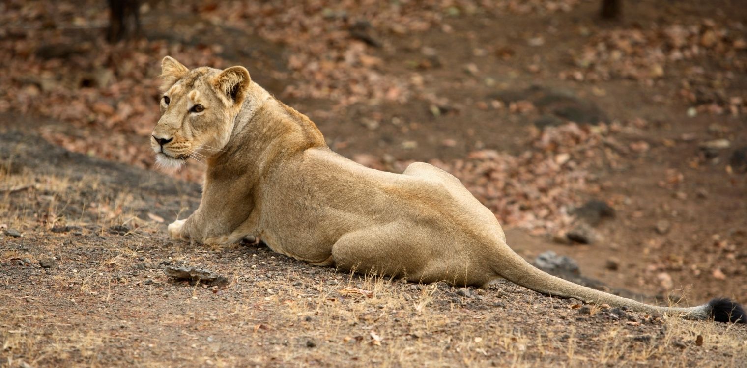 Gir National Park