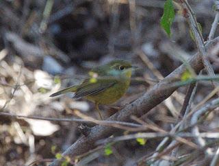 GoldenBushRobinfemale