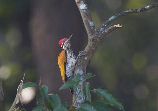 Greater flameback