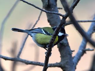 Green-backedTit