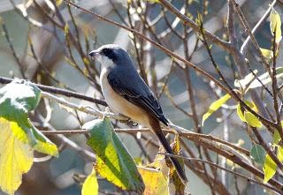 Grey-backed shrike