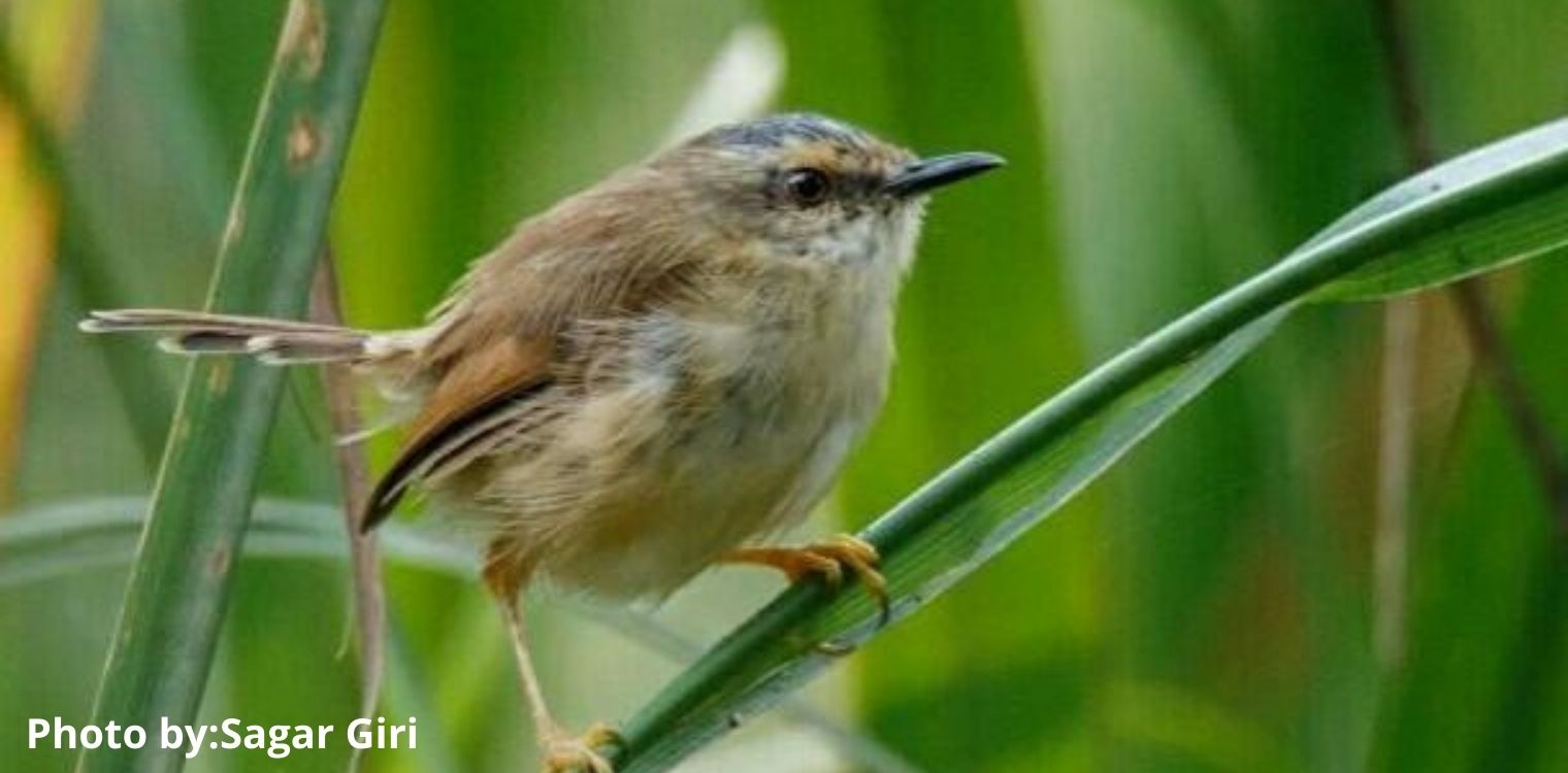 Grey-crowned Prinia 