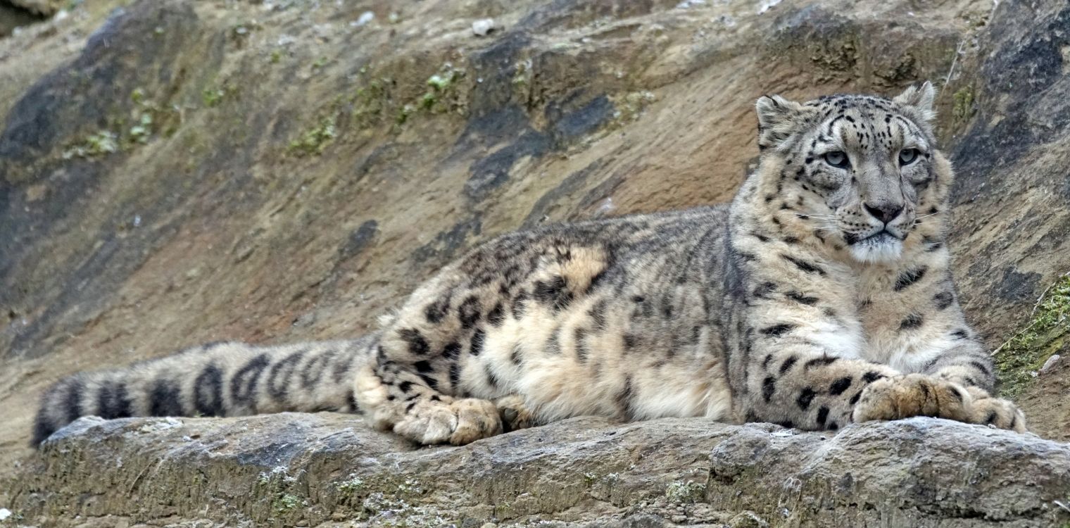 snow leopard