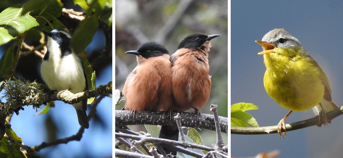 Himalayan birds