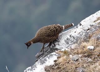 HimalayanMonalfemale