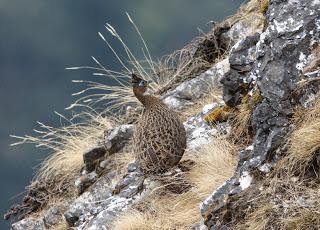 HimalayanMonalfemale