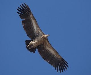 HimalayanVulture