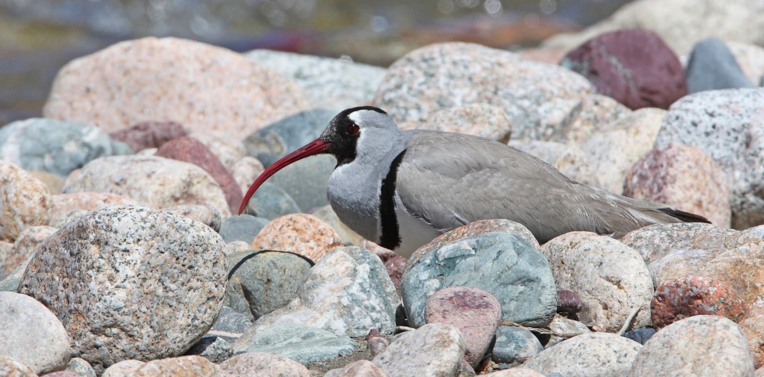 birdwatching tours leh ladakh