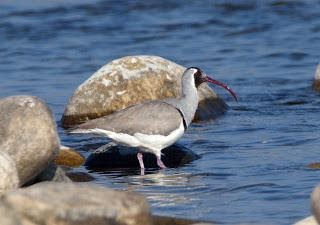 Ibisbill