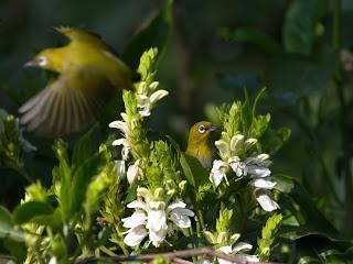 Indian white-eye
