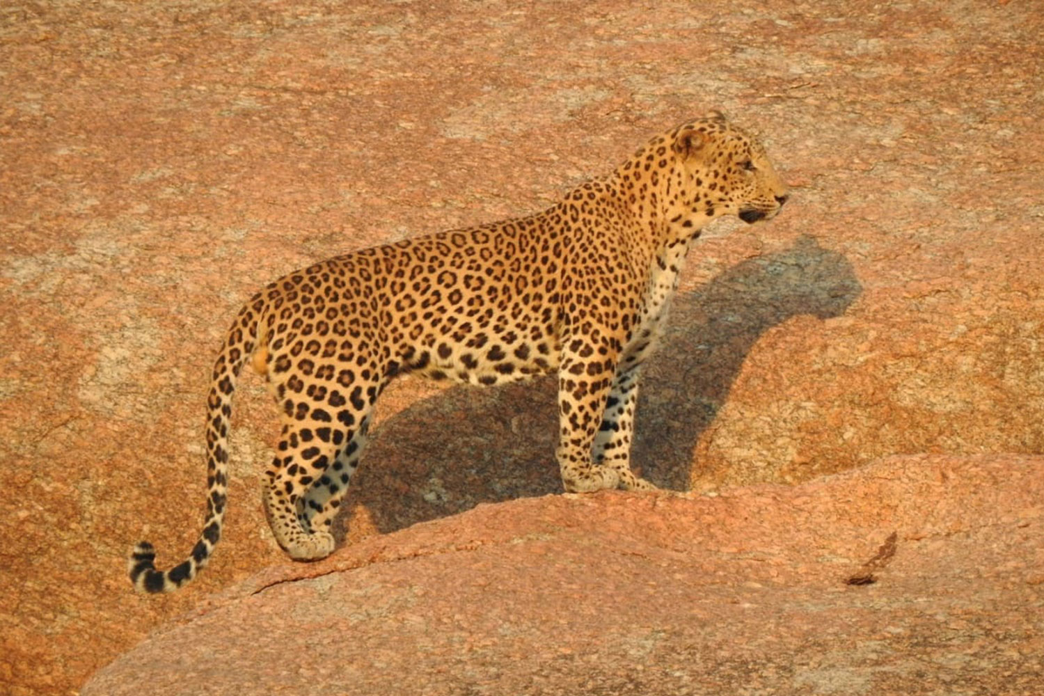Jhalana_leopard_safari