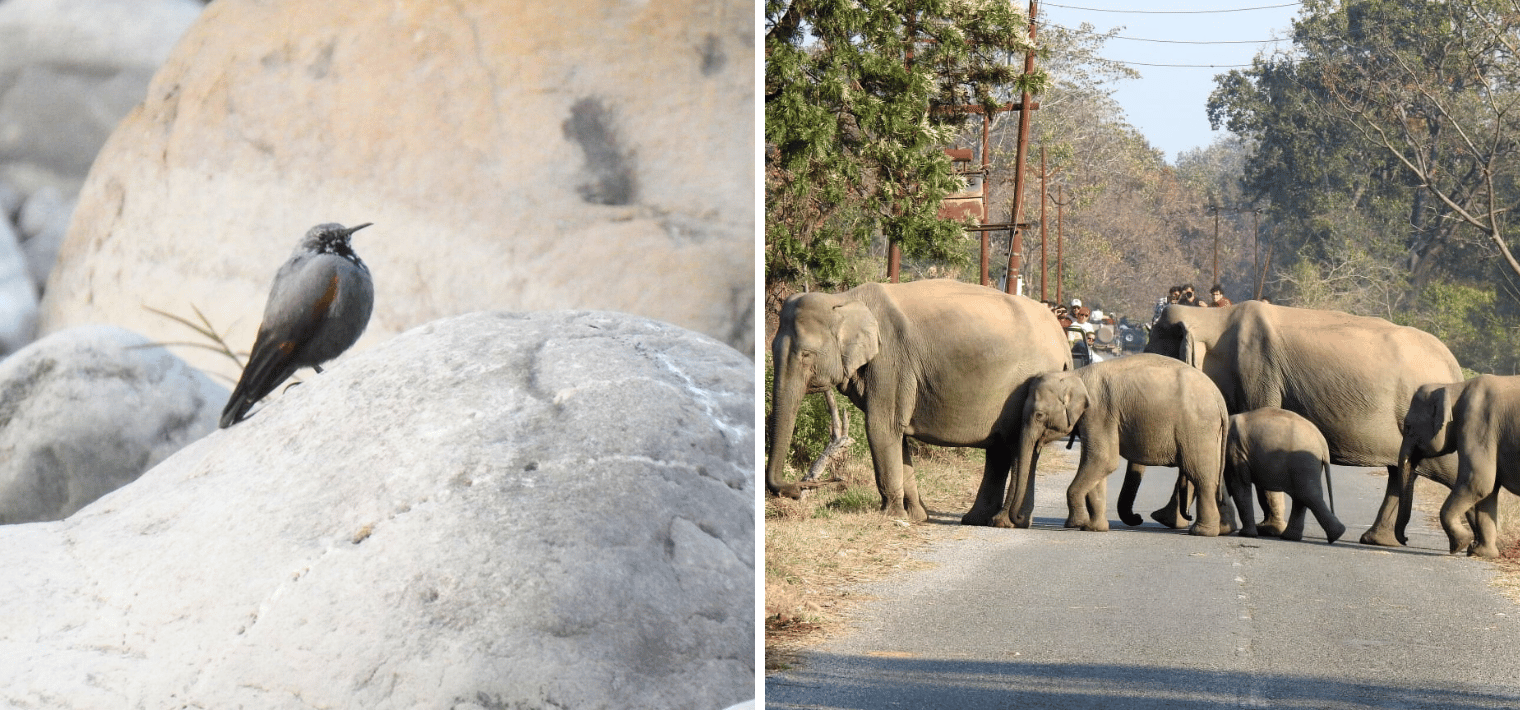 Jim Corbett National Park