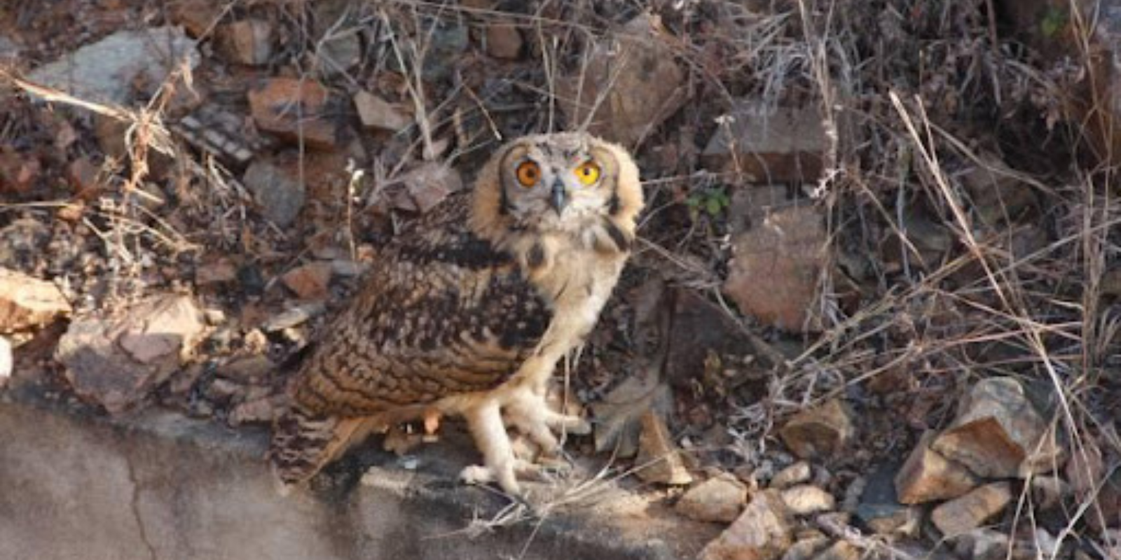 Juvenile Indian Eagle Owl