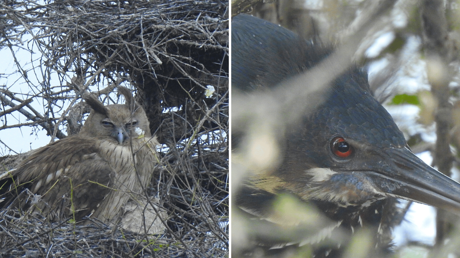 Keoladeo Ghana National Park