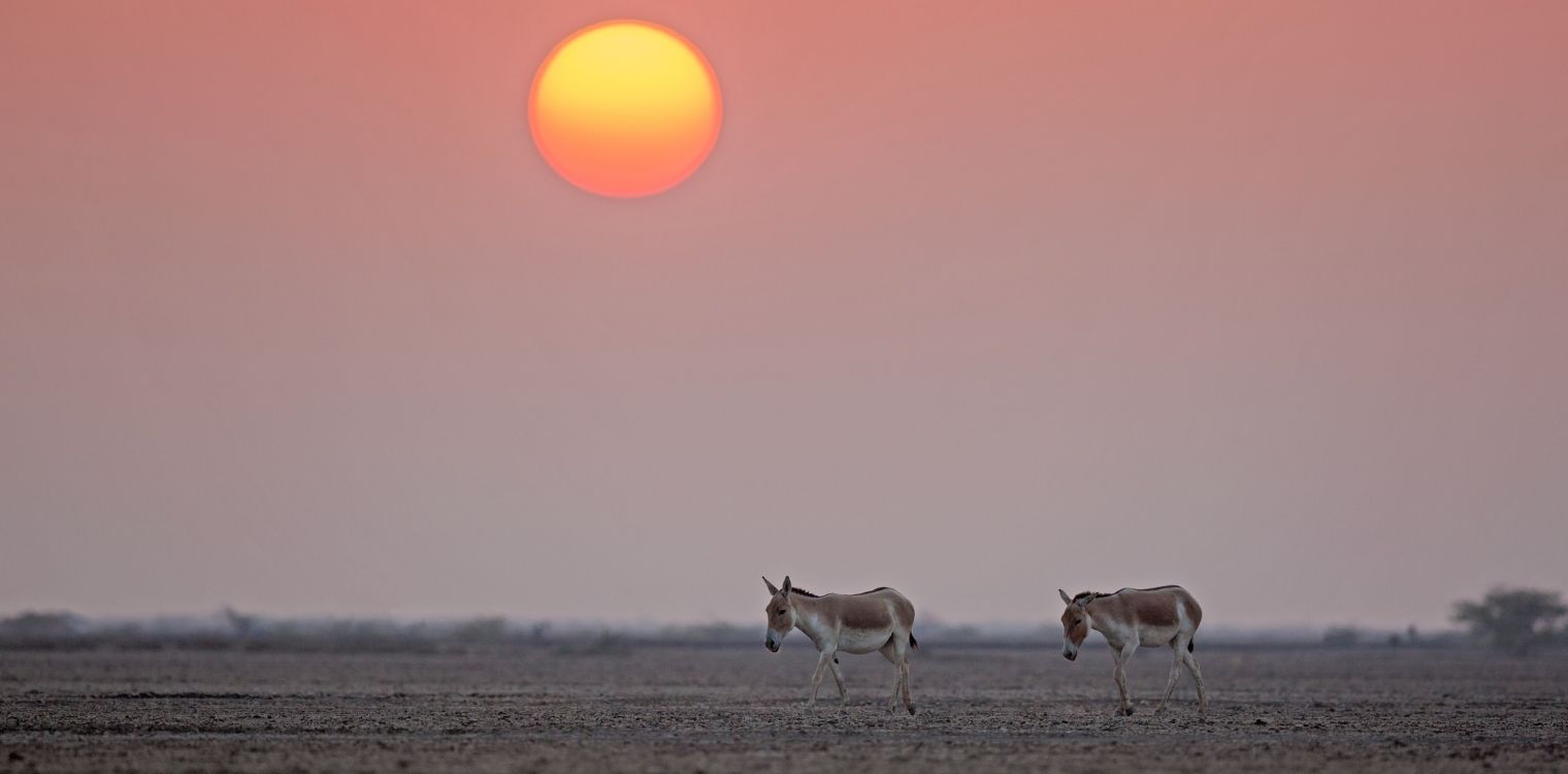 Little Rann of Kutch